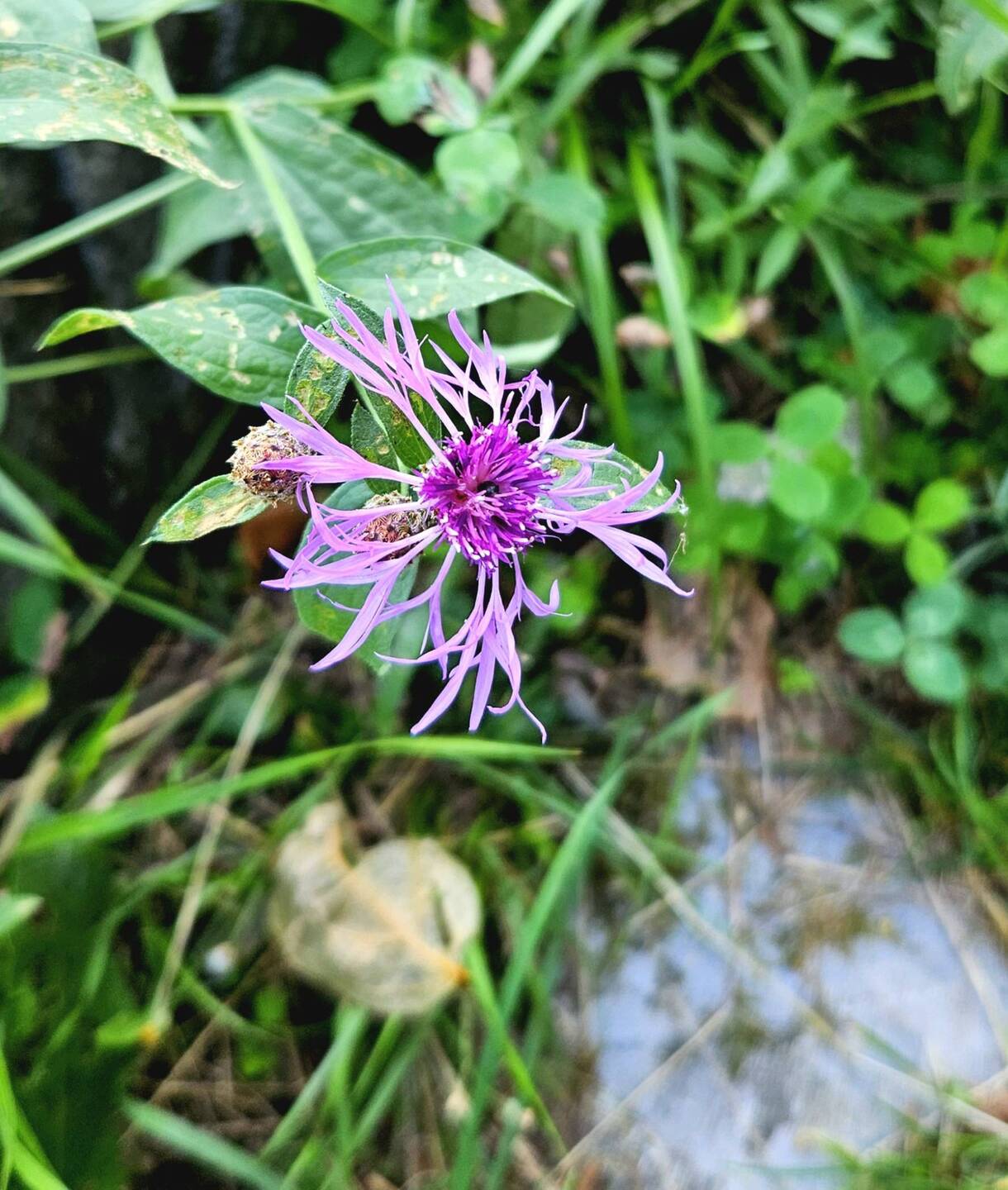 Unidentified flower next to trail