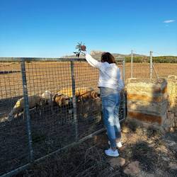 Pause zum Schafe füttern