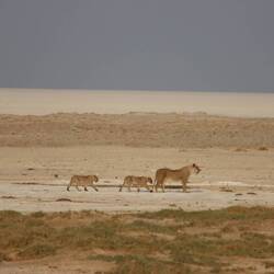 Sie gehen jetzt sich für die Nacht zum Jagen bereit legen