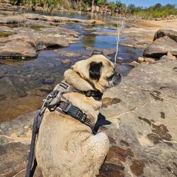 The dogs loved cooling off paddling in the water