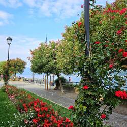 Bellagio's harborfront - Note the blooming oleanders, pruned as trees