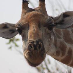 S Gsicht woni mache wenn mer öpper versuecht zerkläre woni grad ben.
