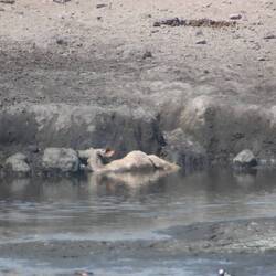 Zum Zeitpunkt des Bildes lebt er (noch)...