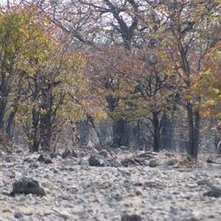 Finde den Leoparden. Auflösung folgt morgen.