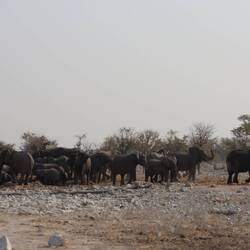 A parade of elephants.