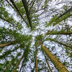 Scottish pines are so tall and straight