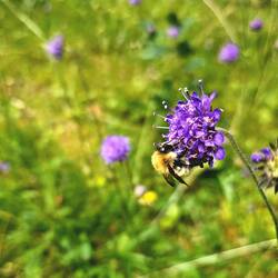 Devilsbit Scabious