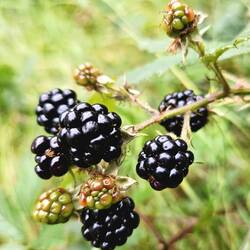 Beautiful blackberries abound