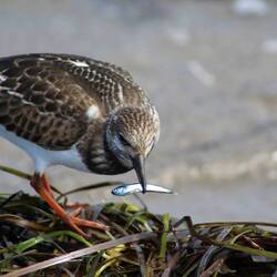 Ruddy Turnstone