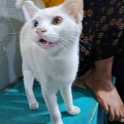 Hier keine Hunde, sondern Katzen mit und ohne Schwanz überall