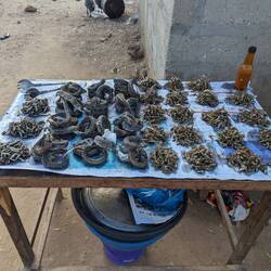 Local catch. The overfishing is real.