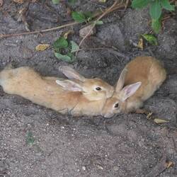 Rabbits at Okunoshima