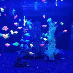 Nourriture luminescente pour chat.