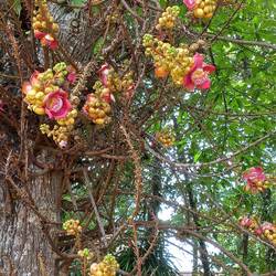 Die Blüte in der Entwicklung zur Frucht