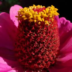 Like a little pineapple!