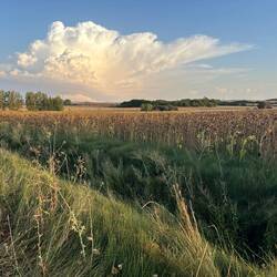 Fields