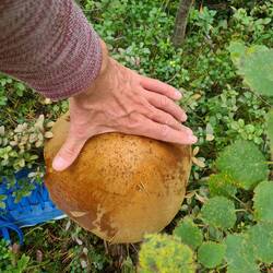 reicht für die nächste Woche