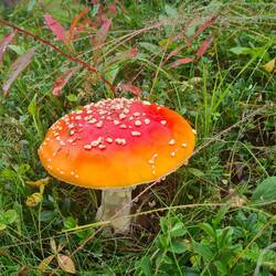 schön...einfach zum reinbeißen :)