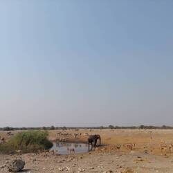 Action am Wasserloch