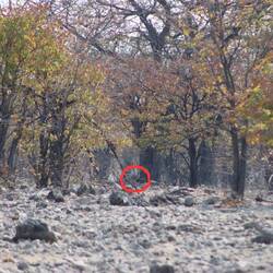 Sogar mit Kreis nur schwer erkennbar.