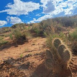 Andere stachelige Natur.