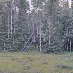 Begrüßungskomitee! Ein Wapiti-Hirsch, von den Kanadiern 'Elk' genannt, aber Elche sind 'Mooses' 🫎🫨