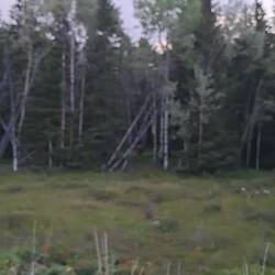 Man fragt sich, wie er durch den Wald passt bei solch prächtigem Geweih!