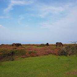Sieht aus wie in den Vogesen...fast😎