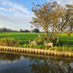 Lots to see as you're traveling at 3 miles an hour. Also, bunnies, birds and cows