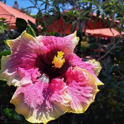 Die schönste Hibiskusblüte, die uns bisher untergekommen ist.
