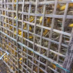 Bilden nach 16 Tagen dies Konkon