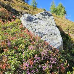 More heather and alpine plants (including blueberries - YUM)
