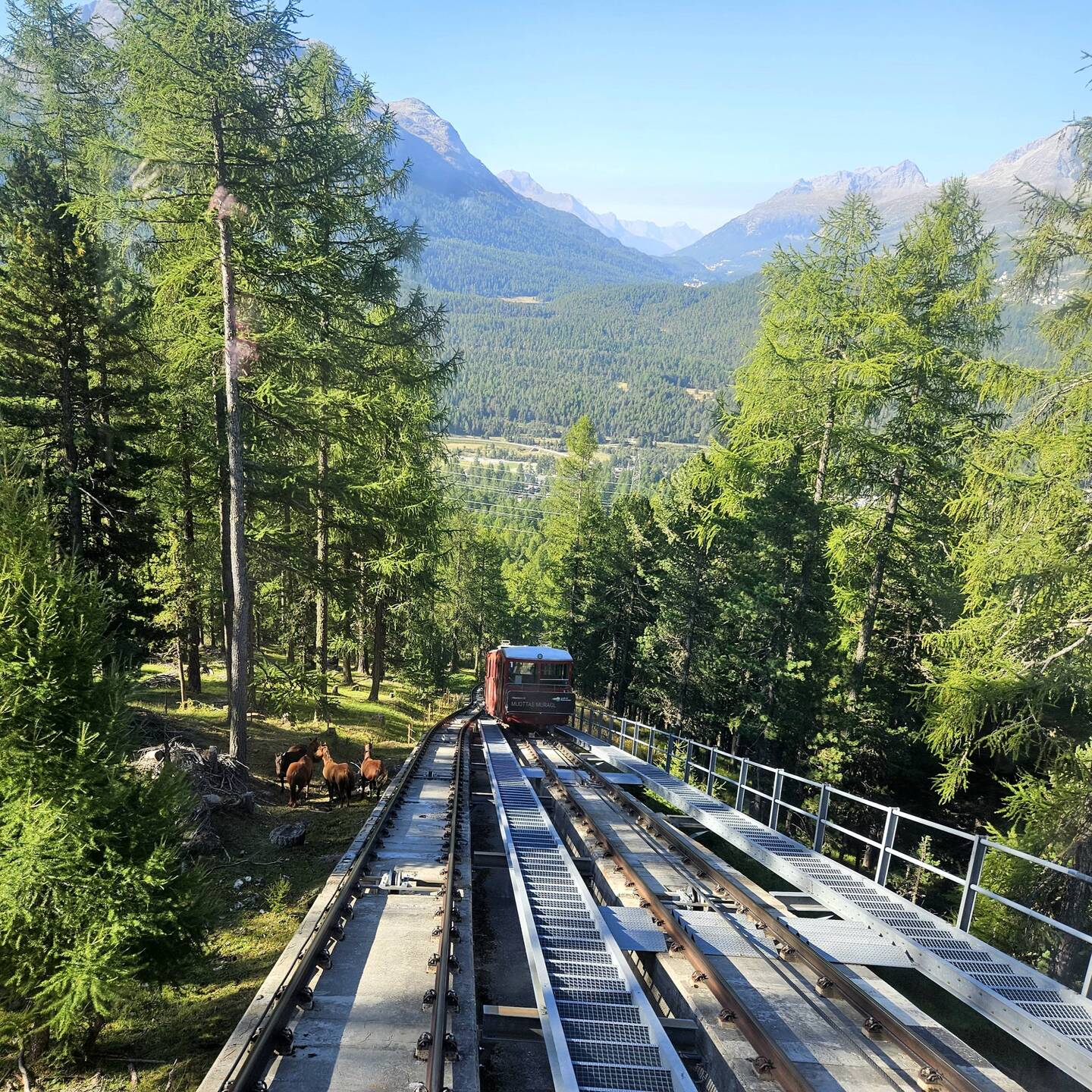 Our funicular is going up, another is going down, and there are wild ponies on the left!!!!