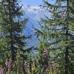 Glacier with fireweed in foreground