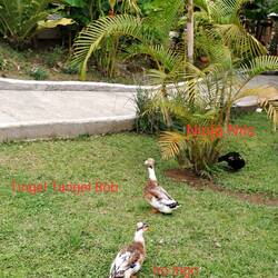 Entengang vor unserem Zimmer