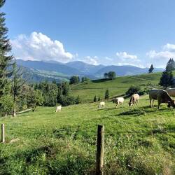 Oberstaufener Mädels!