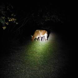 Nächtlicher Besuch auf dem Campingplatz