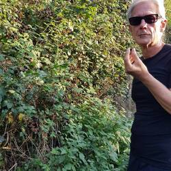 Überall Brombeeren entlang der Wege.