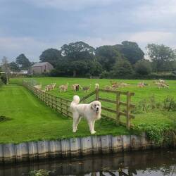 This guy was making sure we didn't get to close to the alpacas