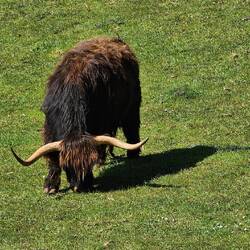 Wooly Bully, Boat Harbour