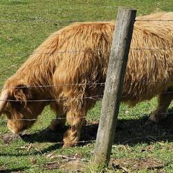 Wooly Bully, Boat Harbour