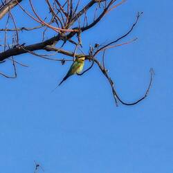 Encountered on the track, a rare Gouldian finch