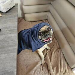 It worked a treat, Bosley was even more funny looking