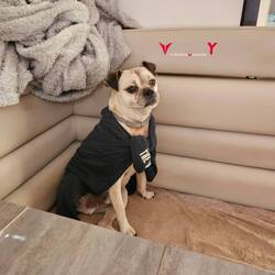 It was up to 37 in the shade, we didn't have AC so we wrapped the dogs in wet shirts