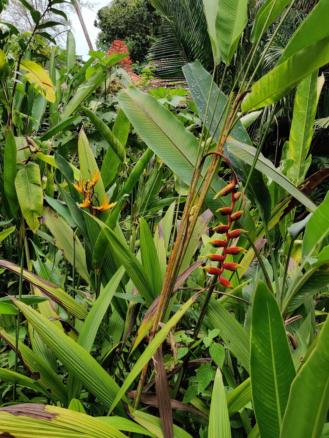 Tropical Spice Garden in Penang