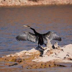 Anhinga