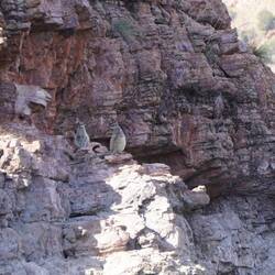 Rock Wallabie