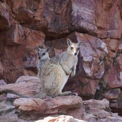 Rock Wallabie