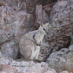 Rock Wallabie