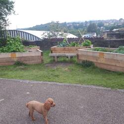 Community planters beside the towpath with a good range of herbs